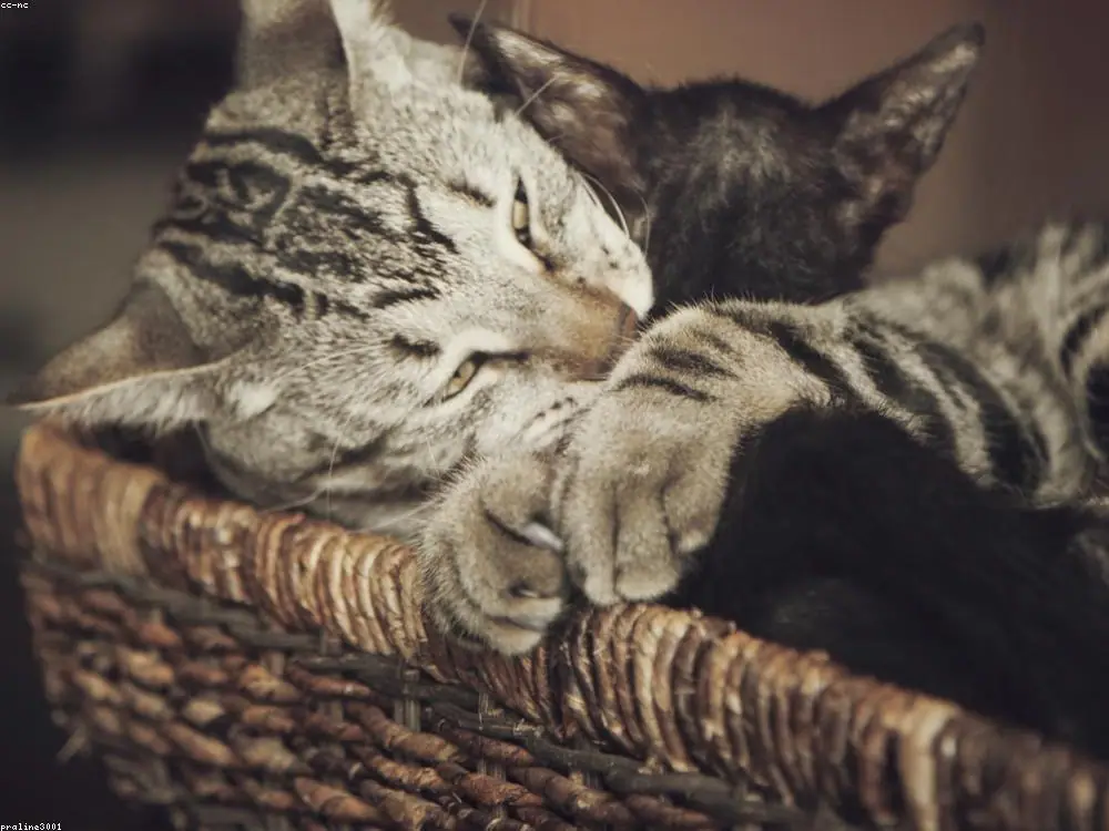 A foster kitten being cared for at home